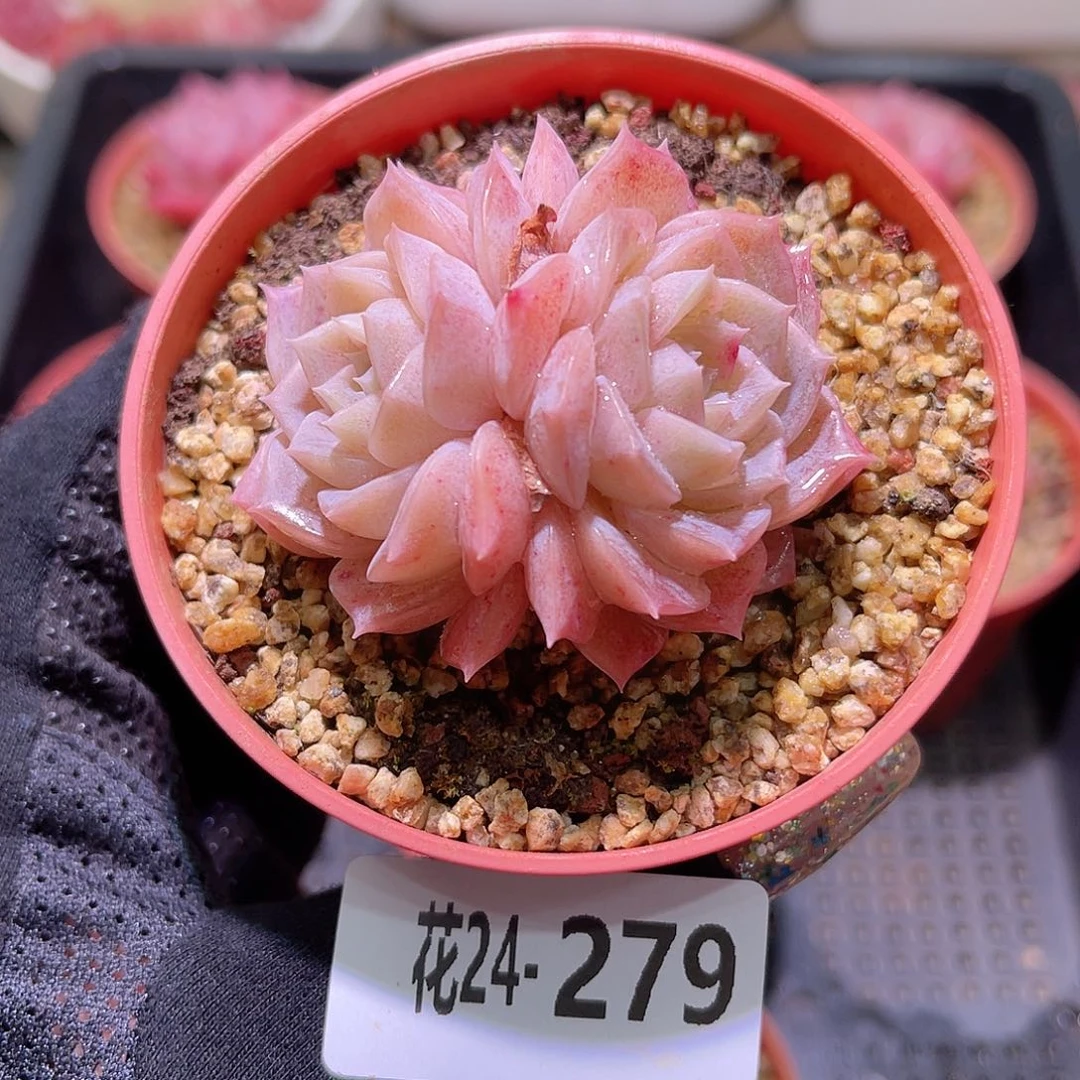 花利美24-279纯爱