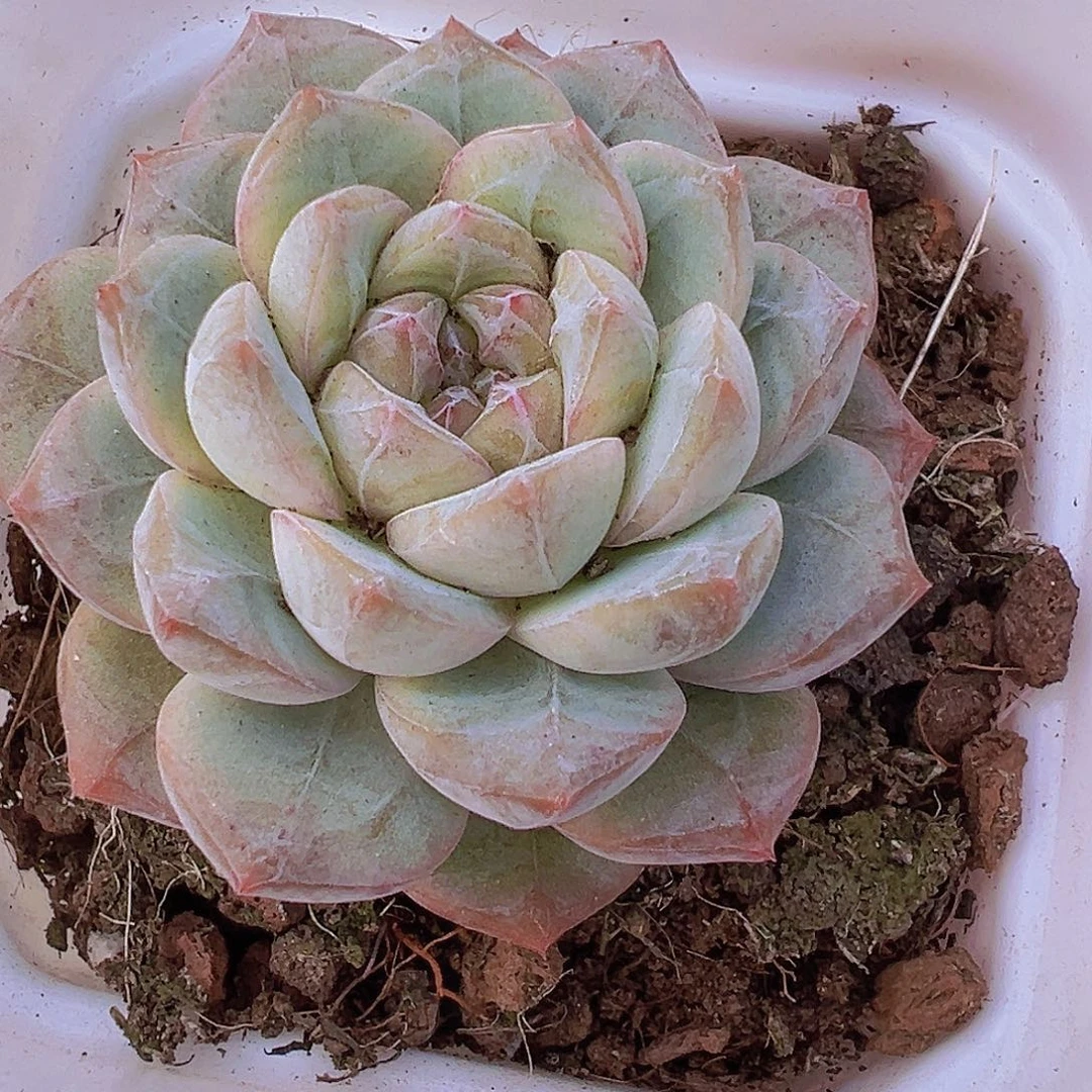 流沙珍妮19包邮植物