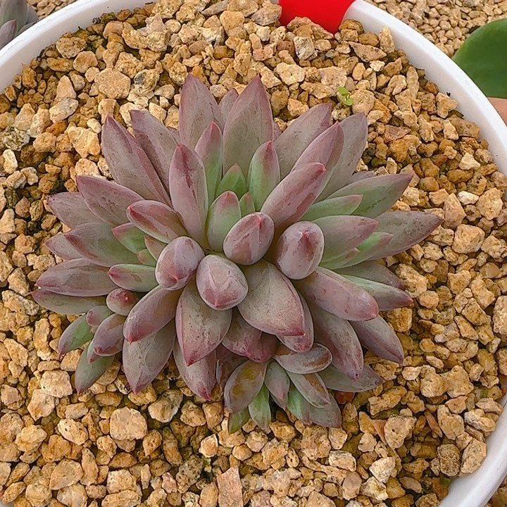 钻石虞1888多肉植物一物一拍