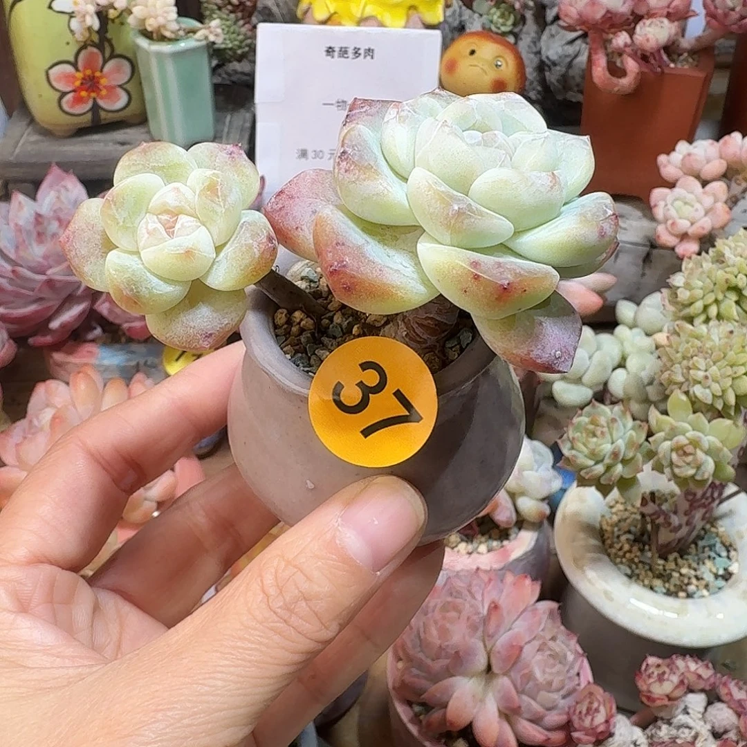 37 多肉含盆土 30元包邮非偏远