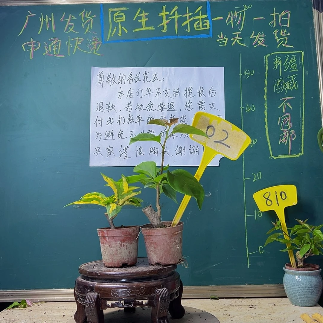 当前无花栽培后可以开花画报掌中宝 一颗盲盒掌中宝 02