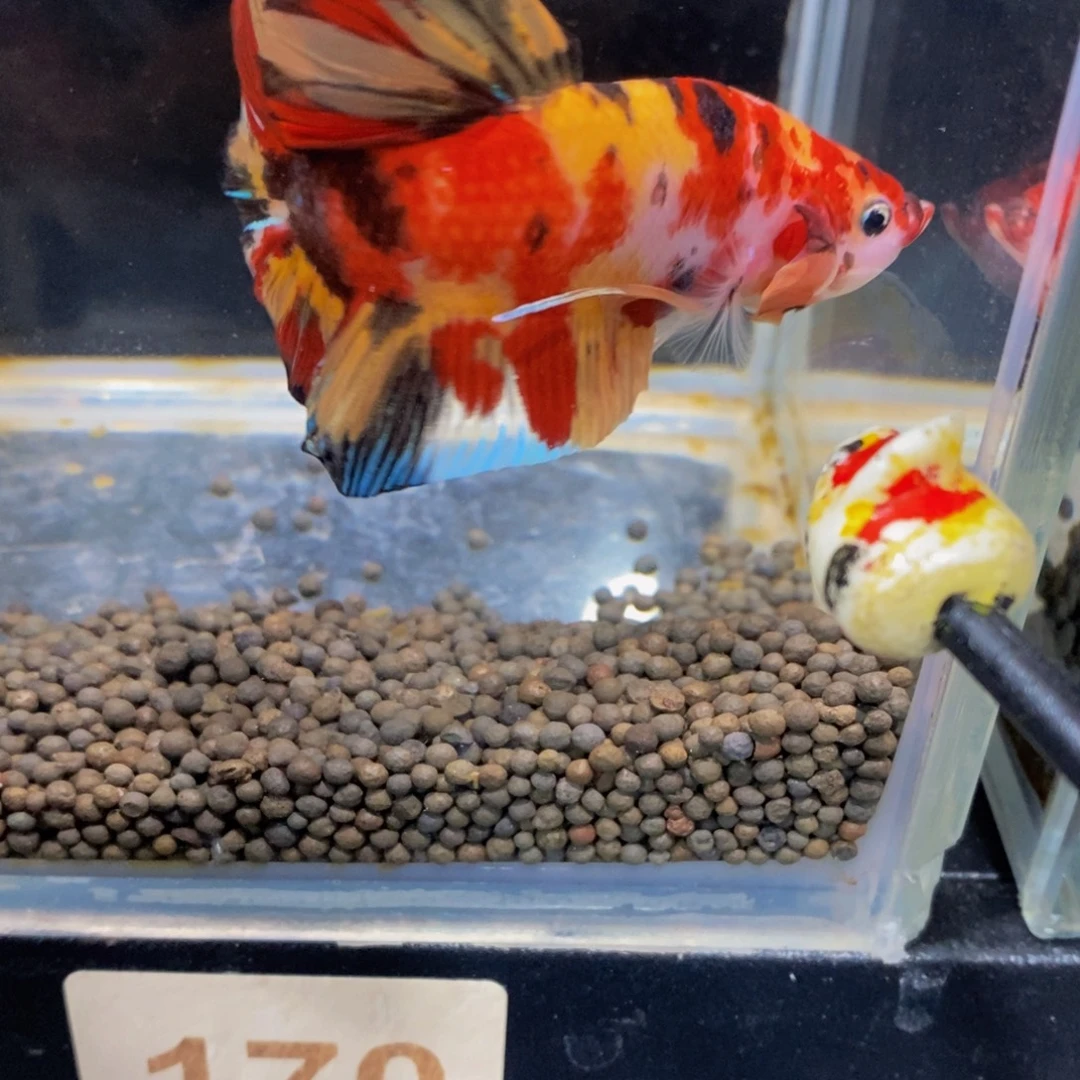 斗鱼170巨斗11111