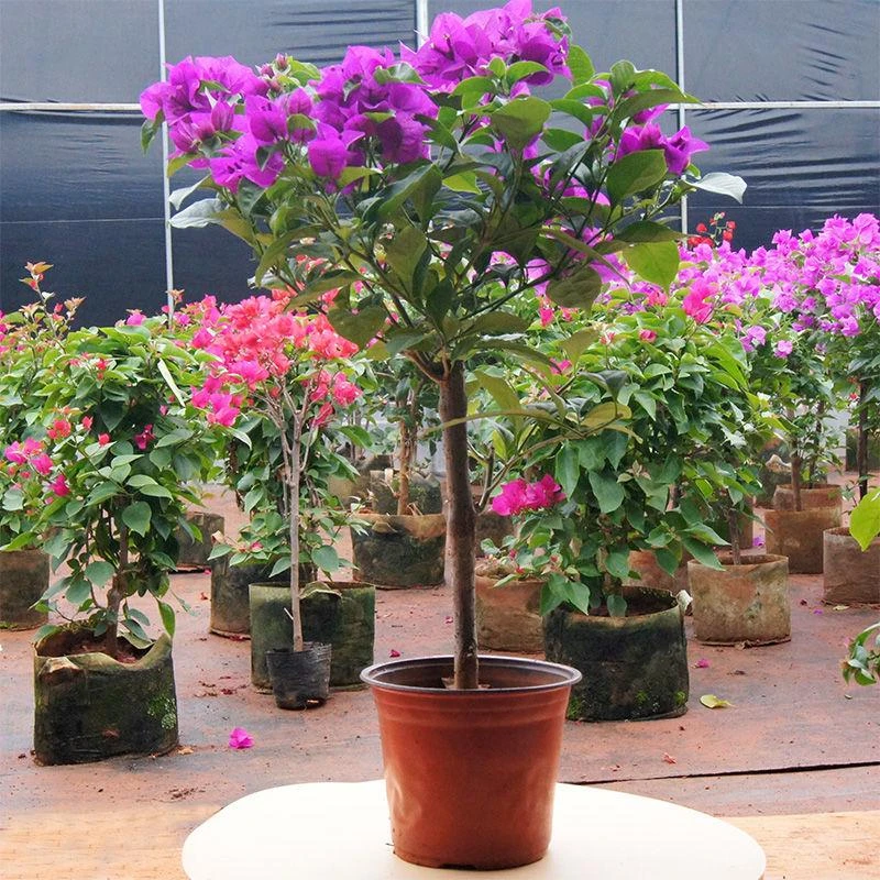 云南紫带花三角梅盆栽四季循环开花爬藤植物老桩室内庭院阳台