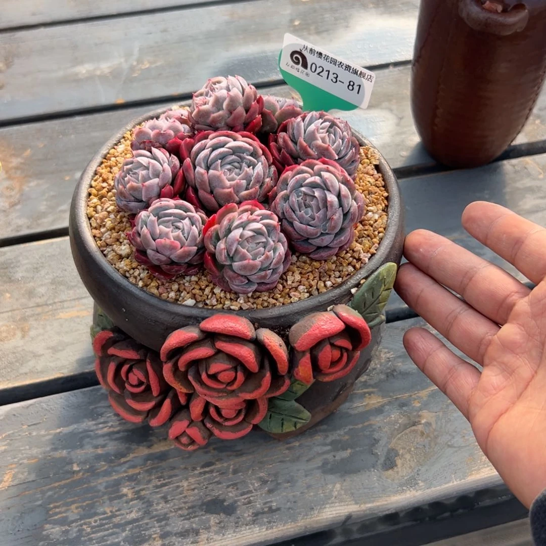 用****9多肉一物一拍0213-81补盆