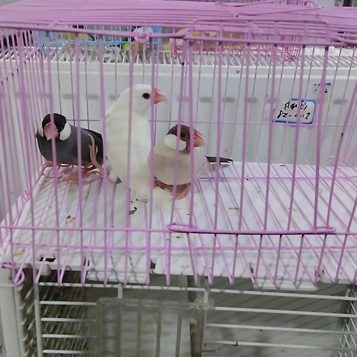 草***鸡文鸟灰文两对包活到家收到货拍开箱视频
