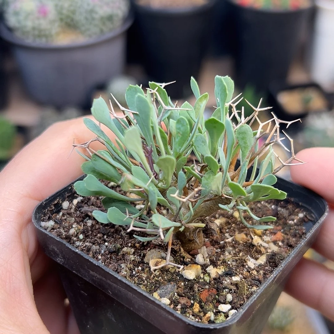黑鬼殿厚敦菊母本一颗