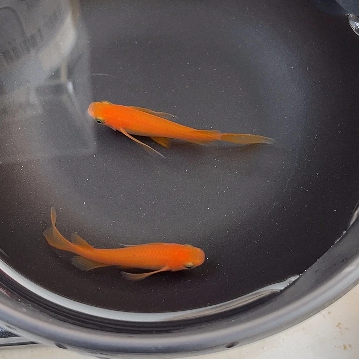 青鳉鱼真长鳍小野红帝2条2号