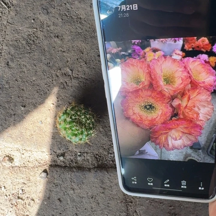 234丽花美花3歪3公分左右无根侧牙