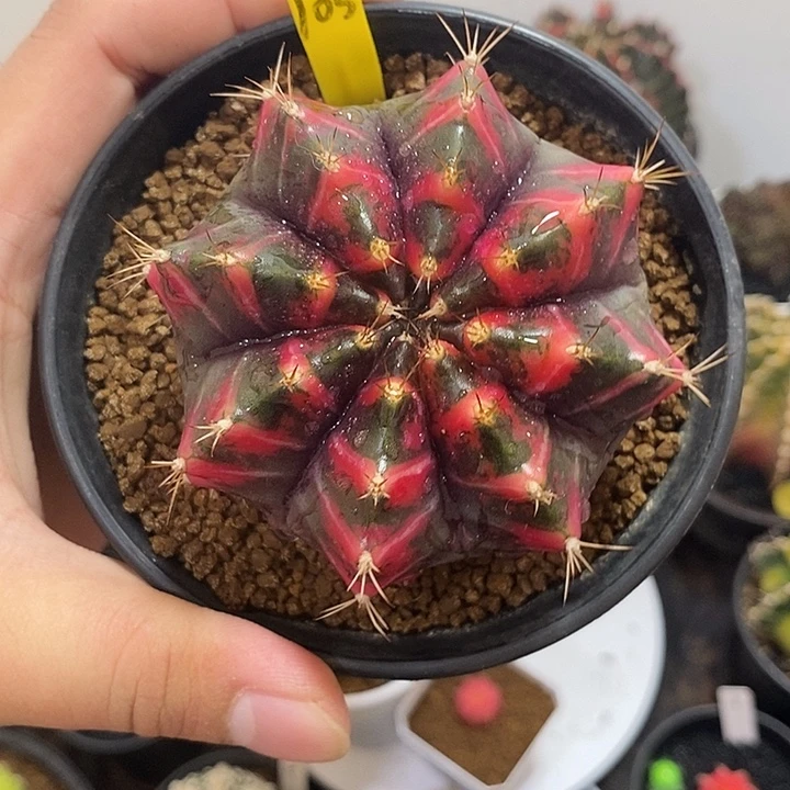 泰系全品米哈——元旦福利39