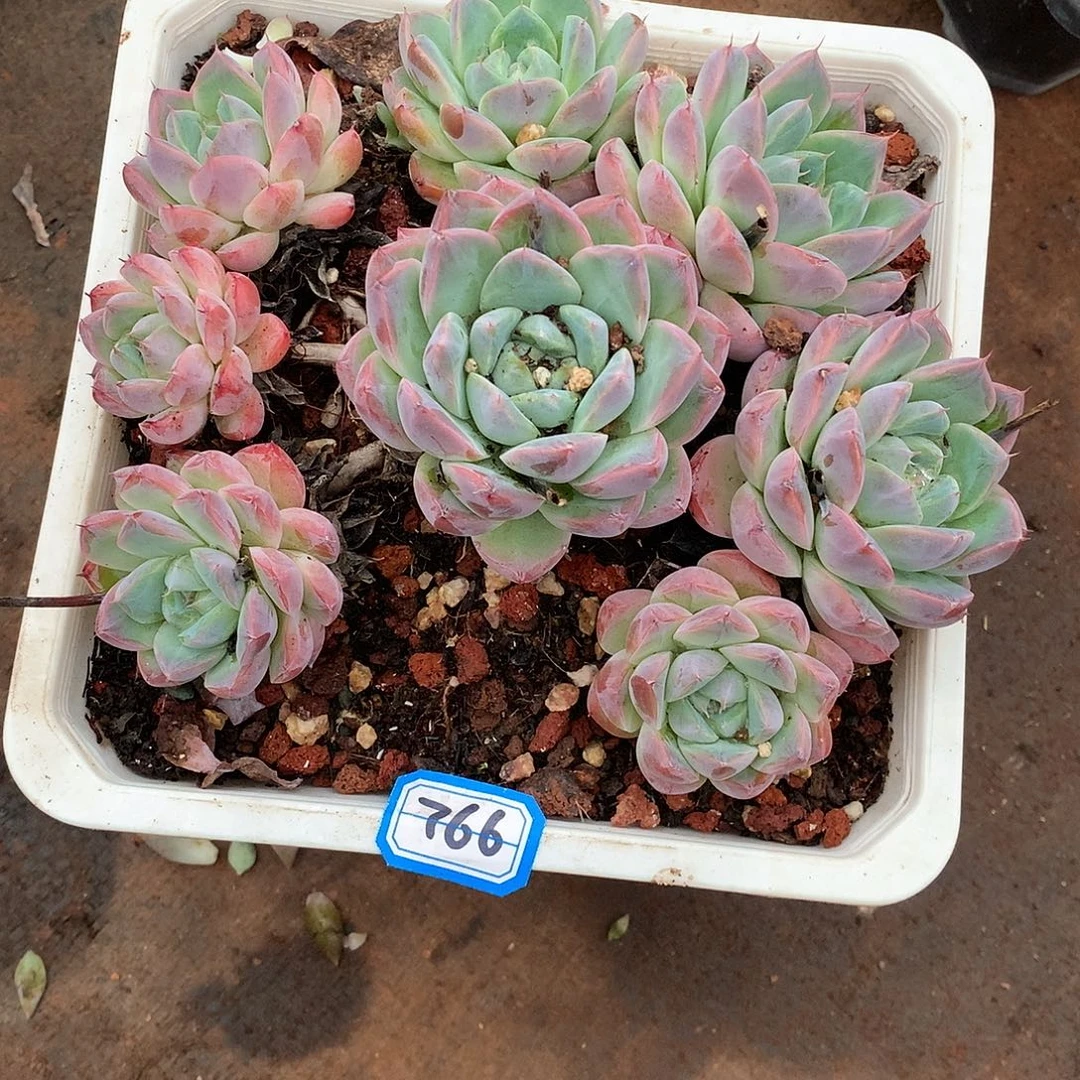 766杂 一物一拍多肉