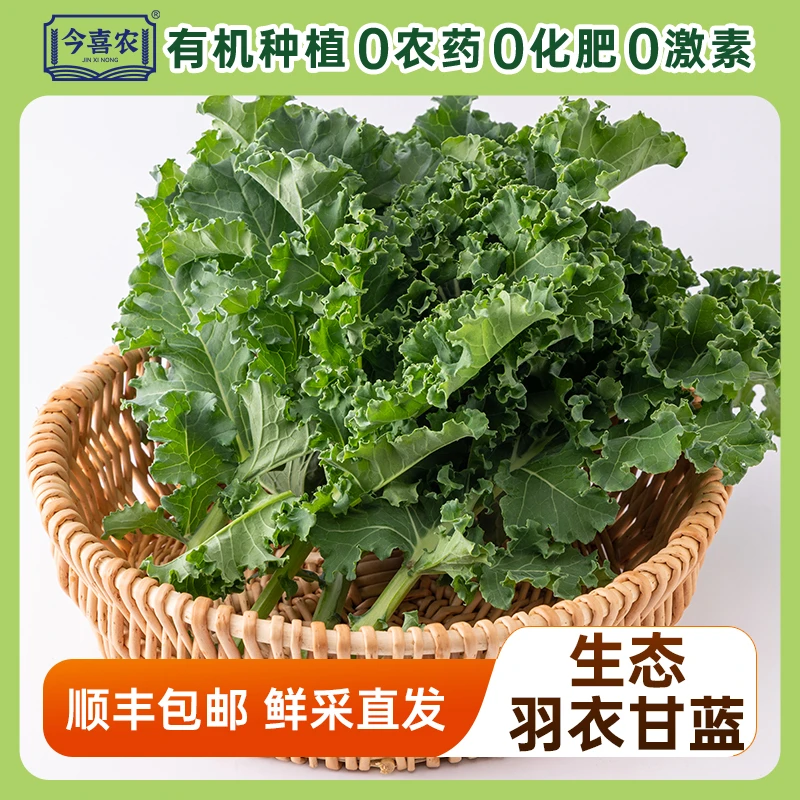 今喜农有机种植羽衣甘蓝5斤装绿色蔬菜