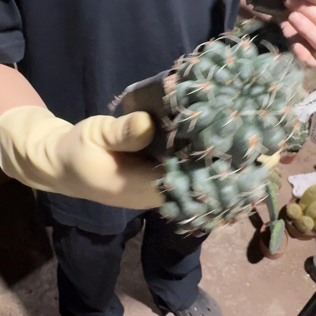 一行园艺【三头绯花玉】