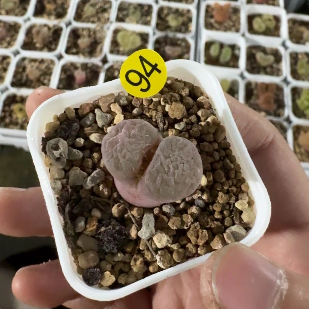 C****a多肉................94