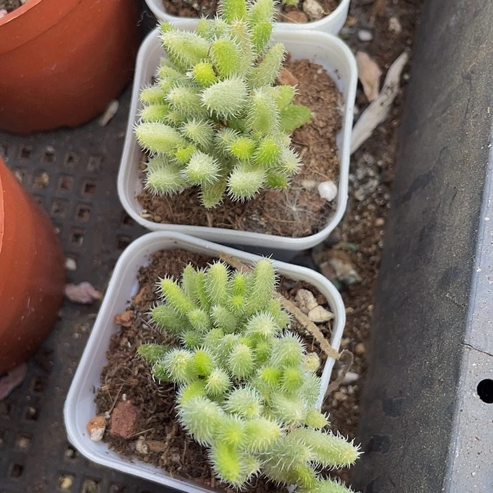 雷同锦3.8带盆土发