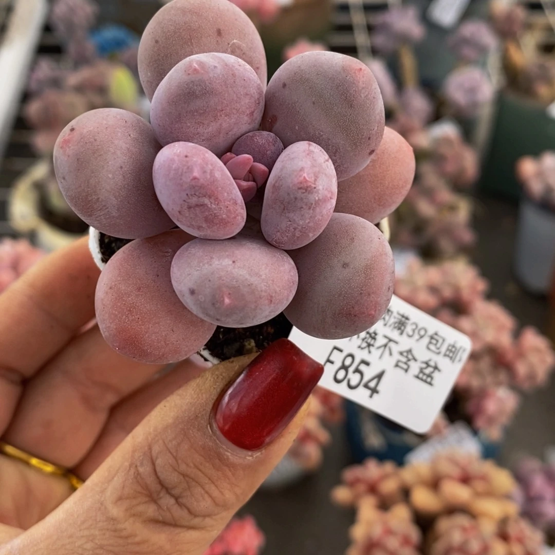 丸叶蛋黄奶854/4c m