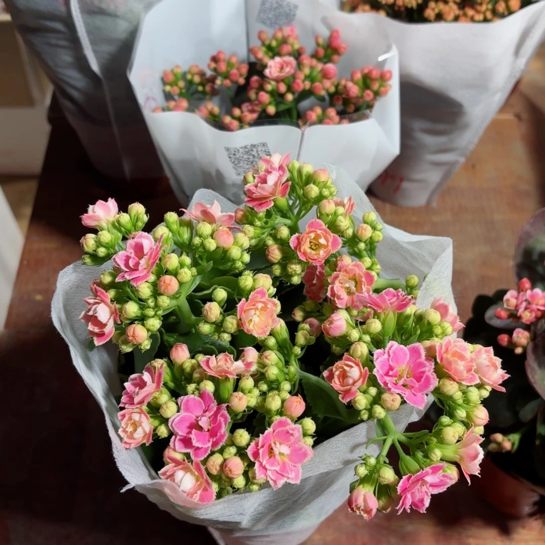 A053大盆彩蝶长寿花