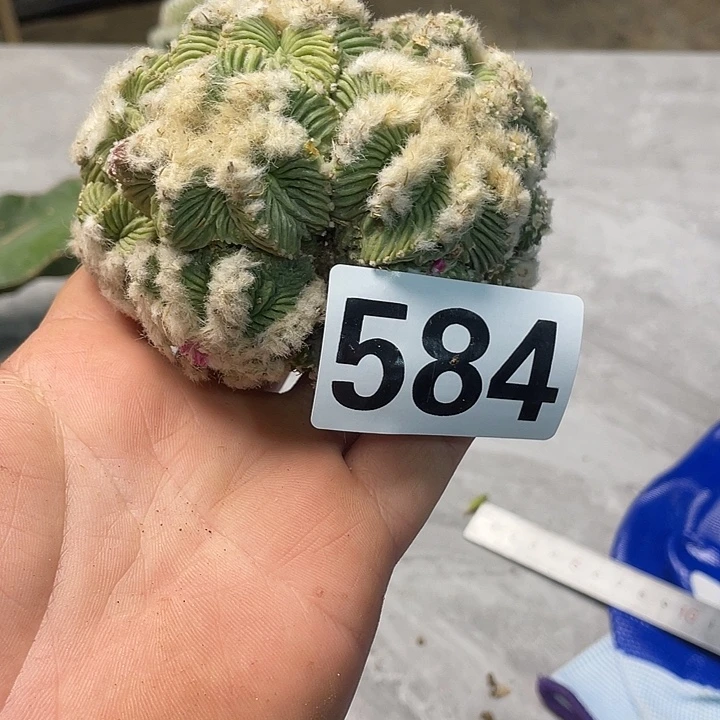 完全开放584老花龙大群仙人球