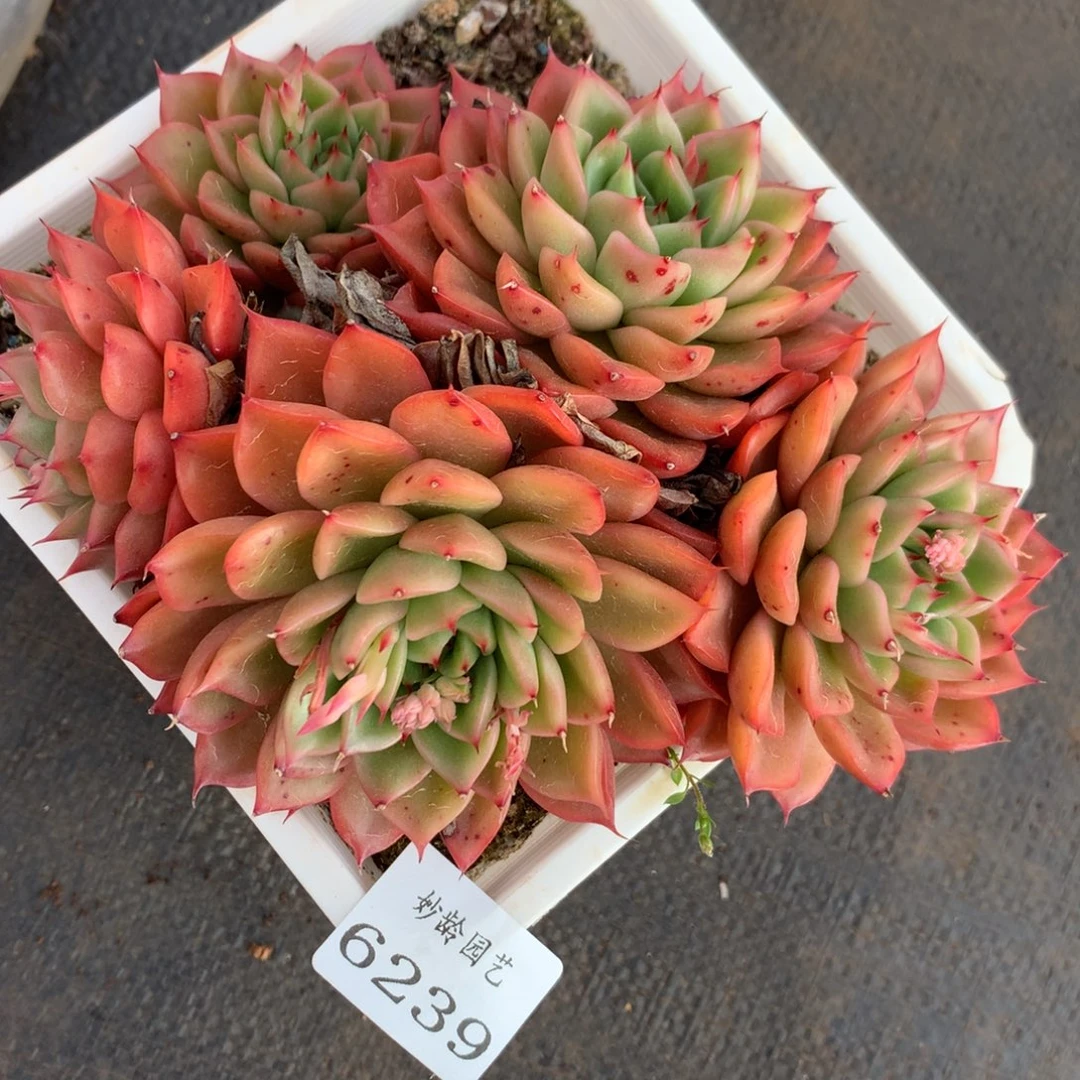 6239杂交精品基地15厘米