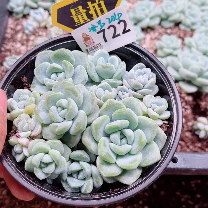 多肉植物多肉植物