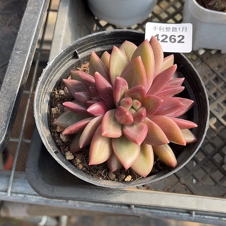 阿雅园艺。       4262迷雾泡泡