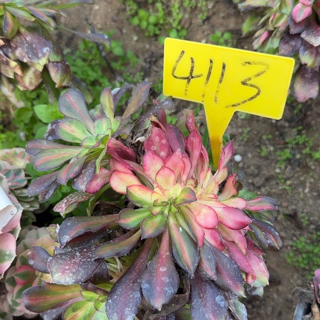 4113---花蝴蝶朵缀