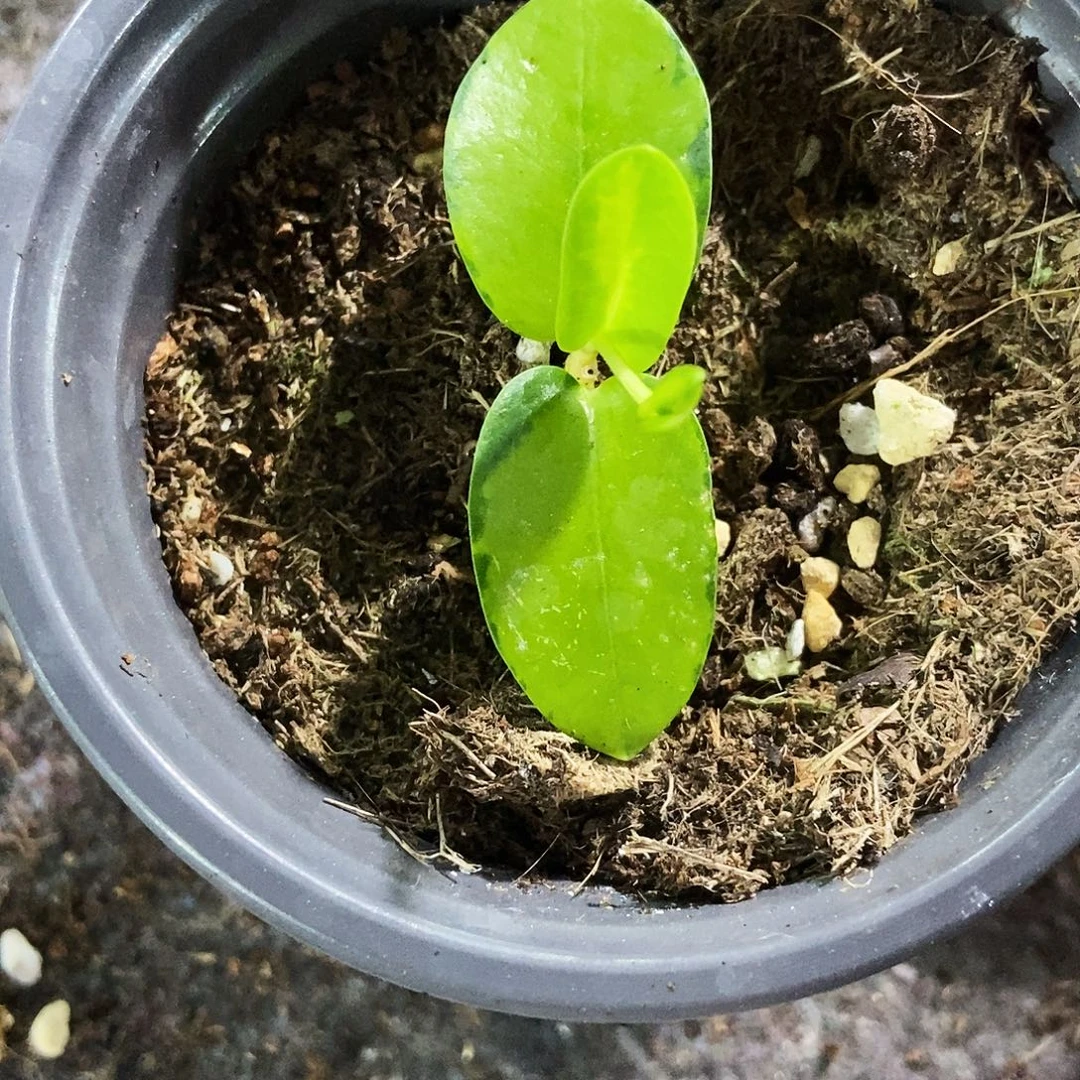 完全开放孜然内锦39