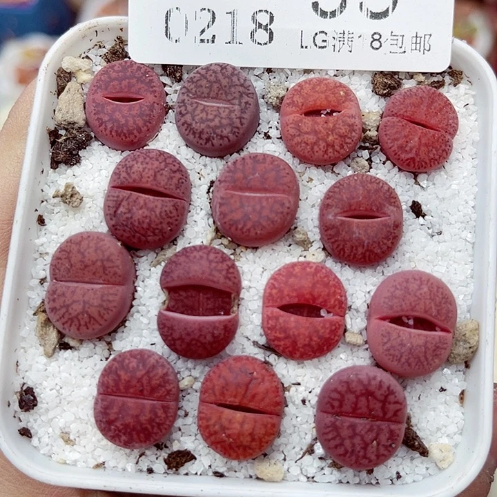 郎哥多肉生石花18-95