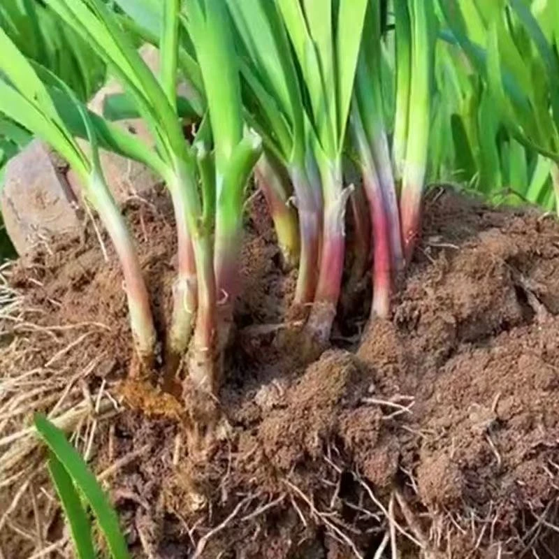紫根韭菜种子宽叶韭菜籽蔬菜种子四季庭院阳台种植韭菜籽