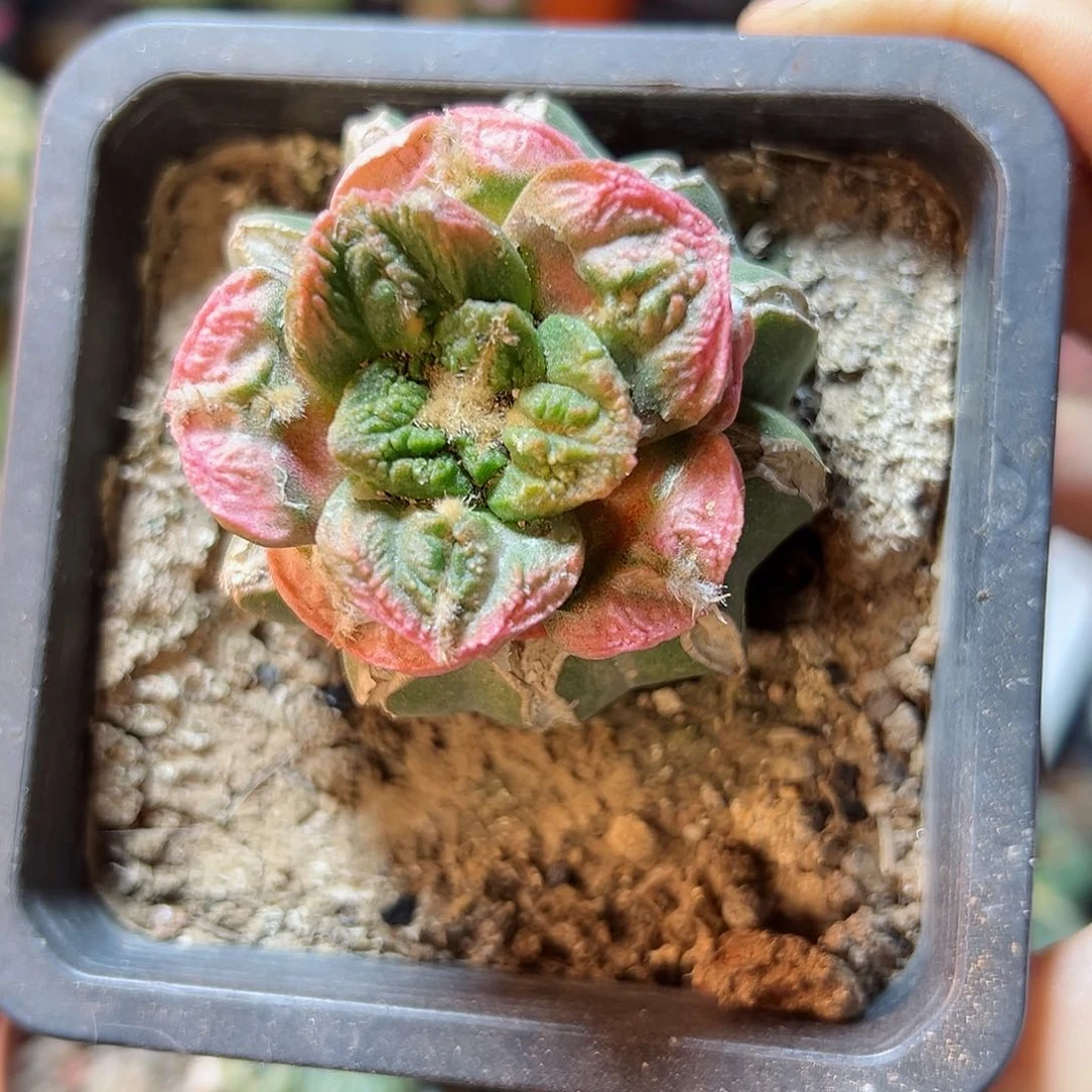 Y46号龟甲牡丹粉锦草球4.2公分