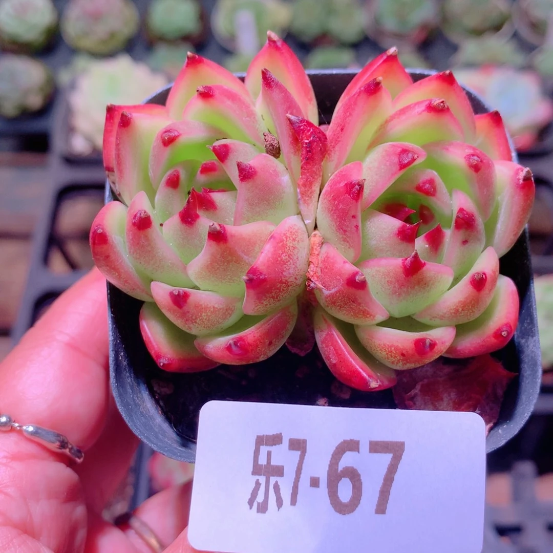 乐然7-67 蓝龙双头