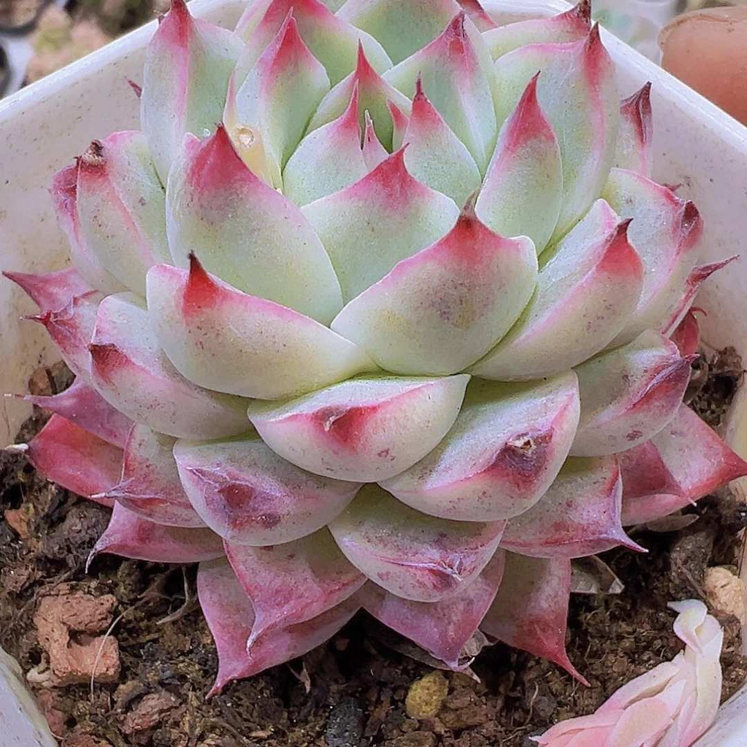 梦瑶带盆带土19包邮