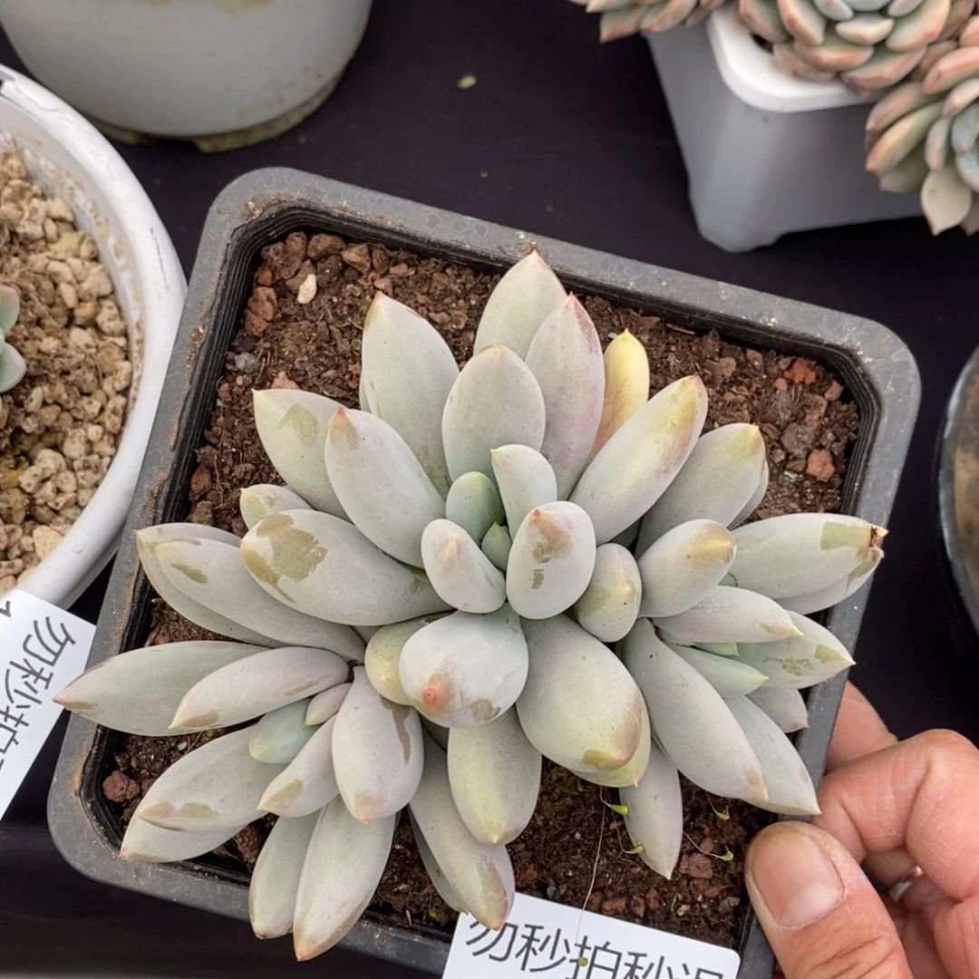 两单包邮1221-20哥特