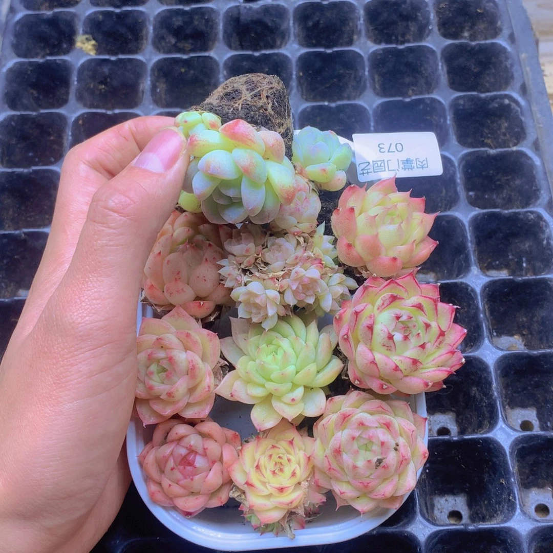 我要去看你了啊我的天073