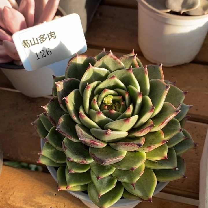 D126/ 直播福利 东云叠叶