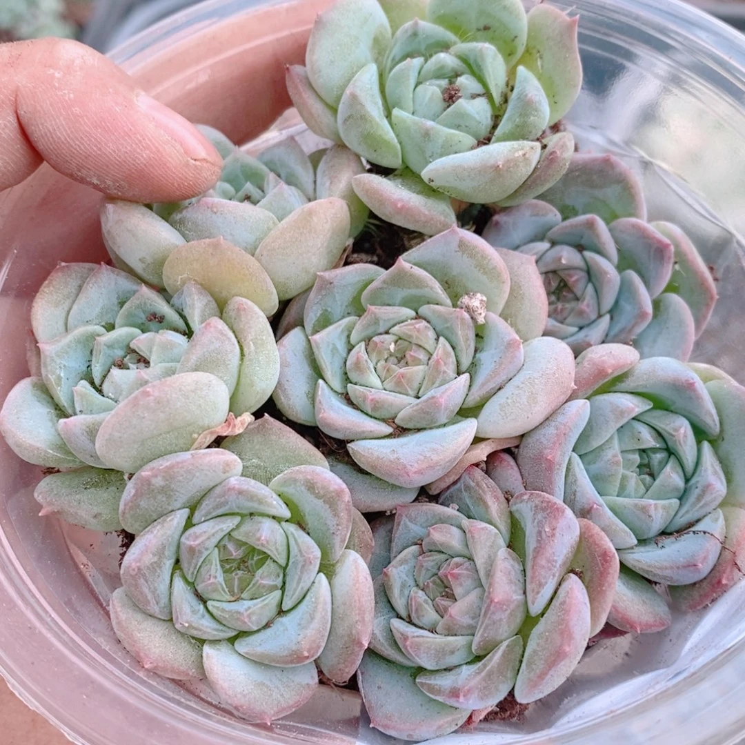 多肉植物精品切糕B295