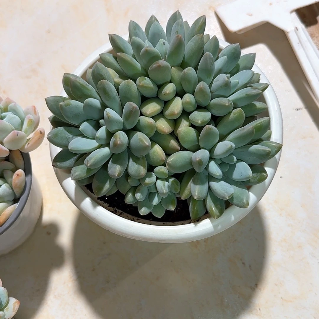 沃版大叶奶糖整无砍群生