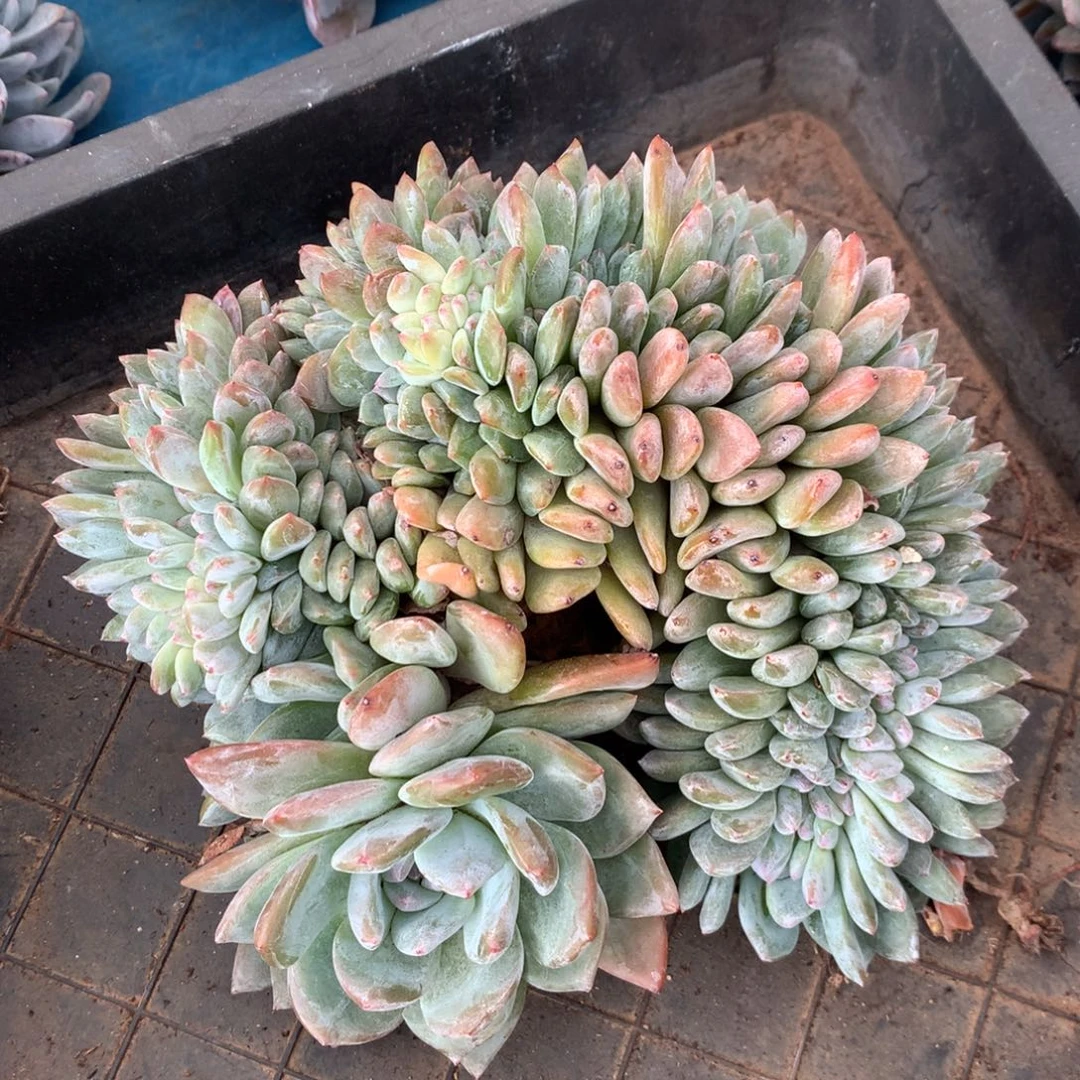 星影缀化鸡腿桩哦在