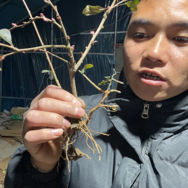 赤八重海棠花一颗苗