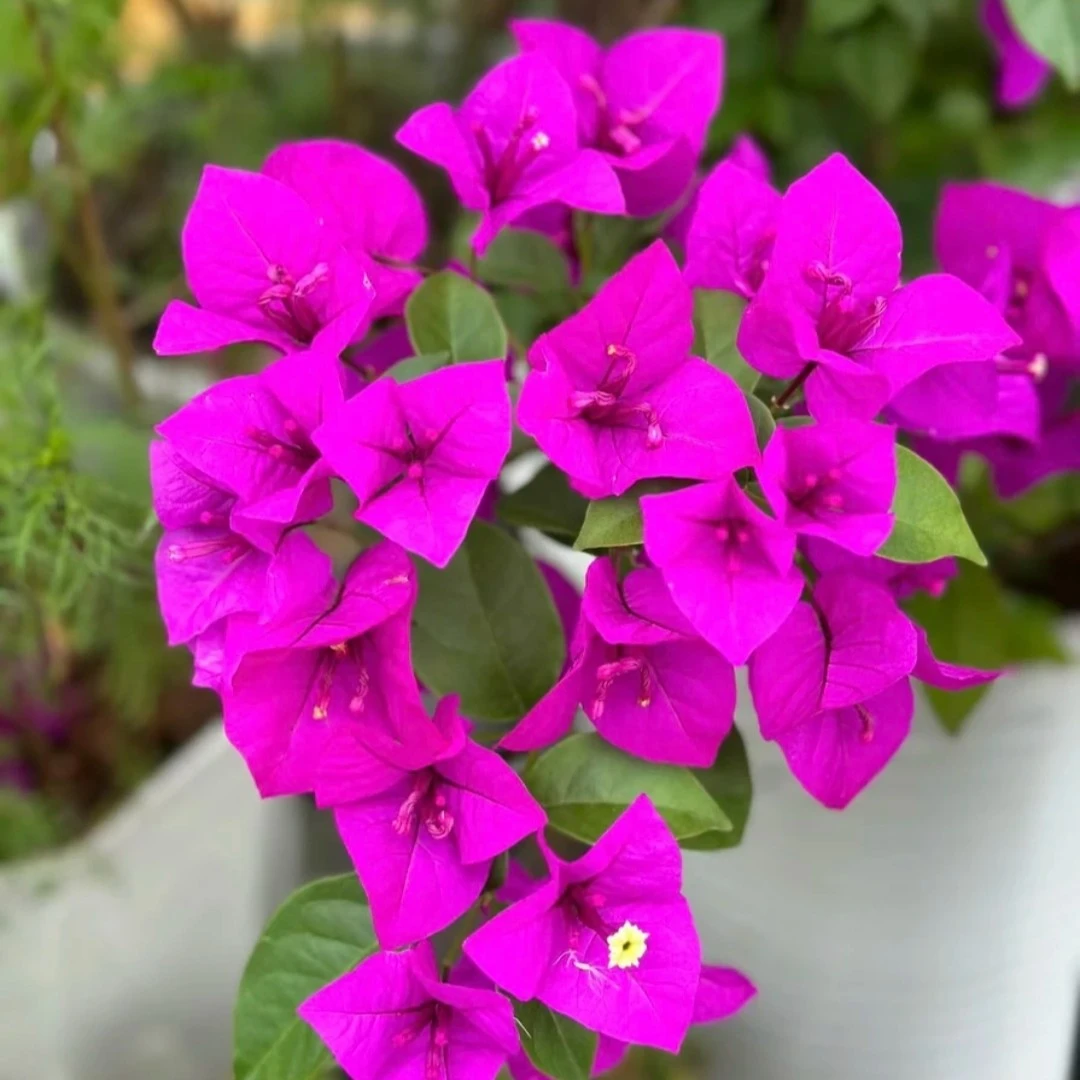 【云南紫】零下温度，不拍。修剪原盆原土发货运输过程中掉叶不售后