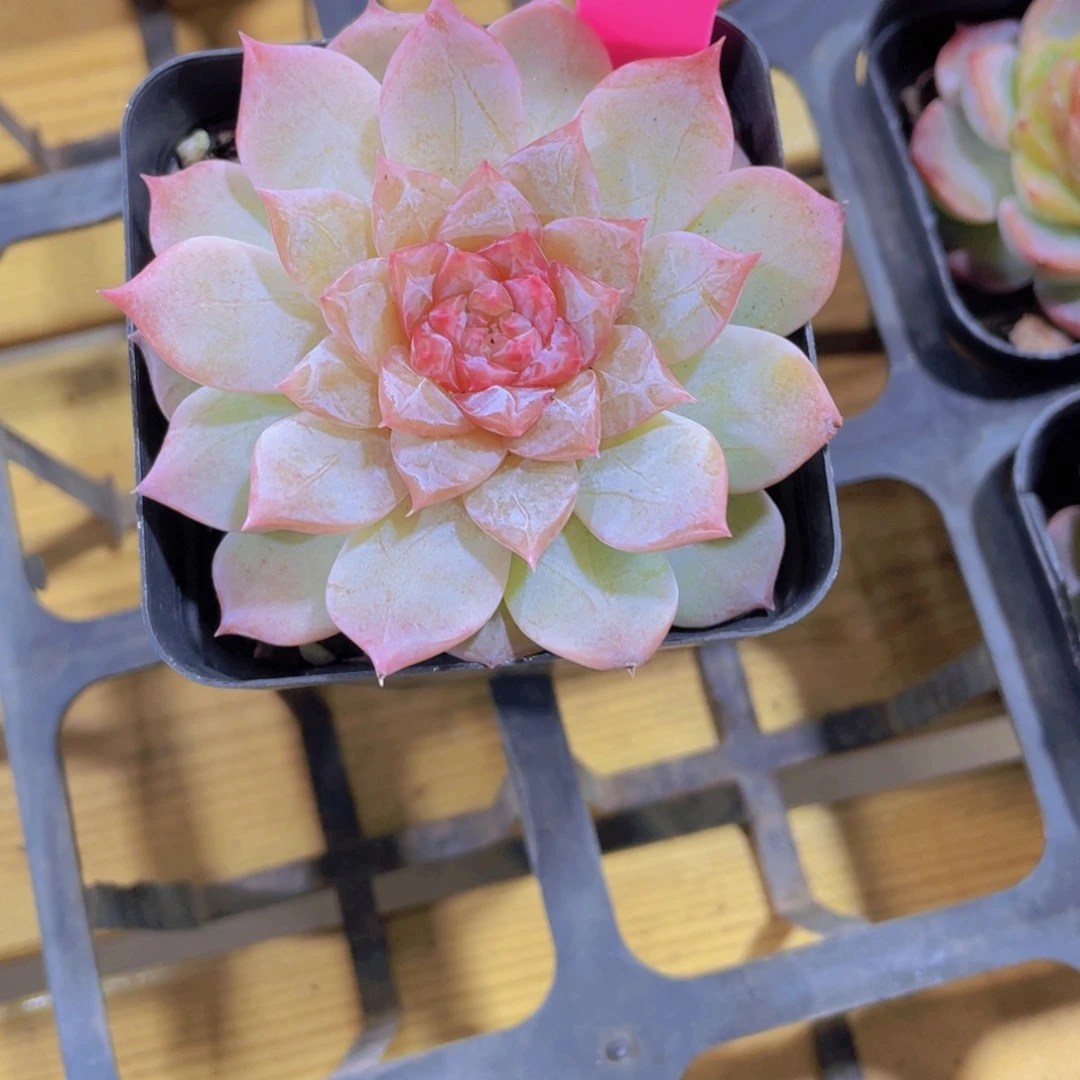 449号 睫毛糖心孤品珍妮