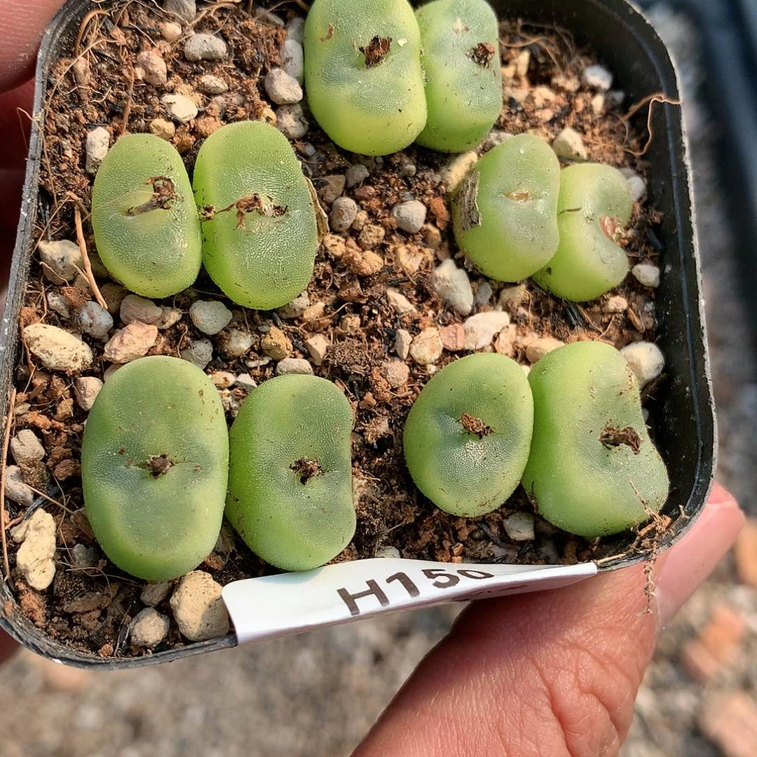 H150多肉植物保护