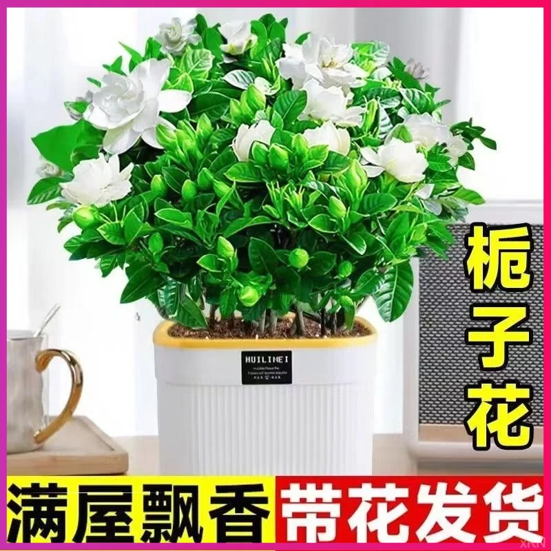 栀子花鲜花盆栽带花苞花卉植物室内外绿植水培浓香好养活四季开花