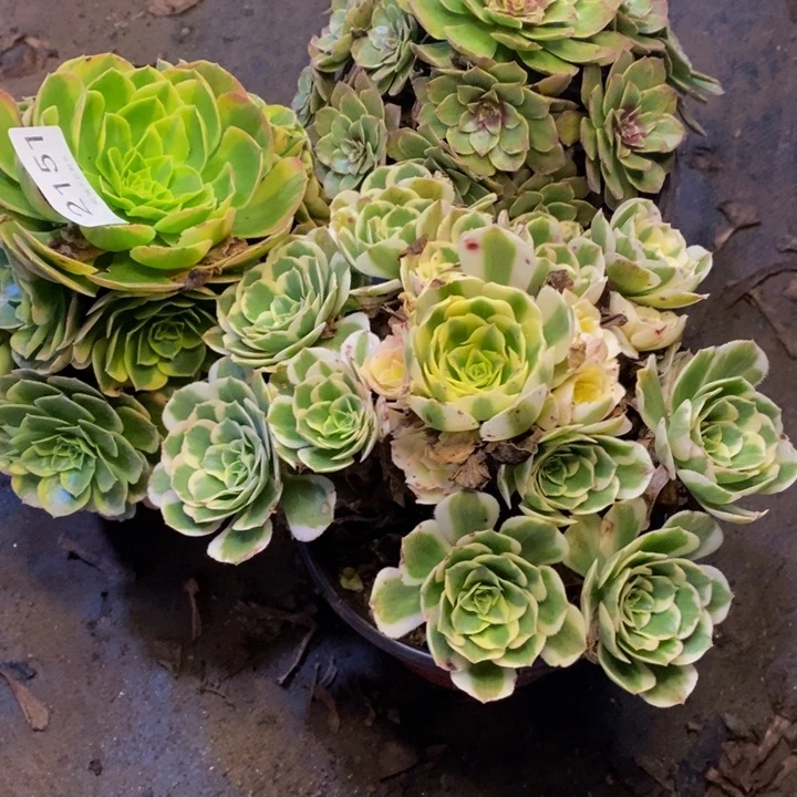 3盆多肉断头不包2151