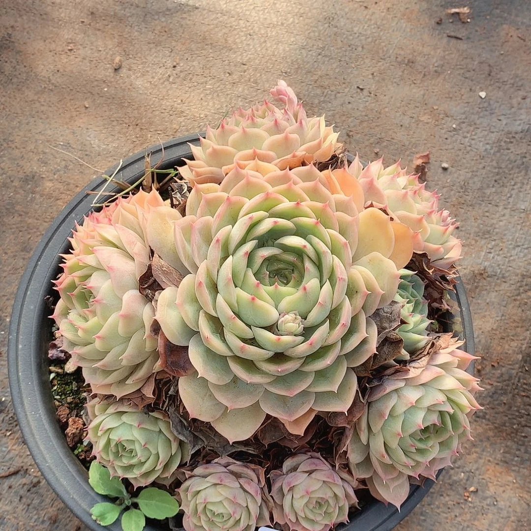 920昂斯诺一物一拍多肉