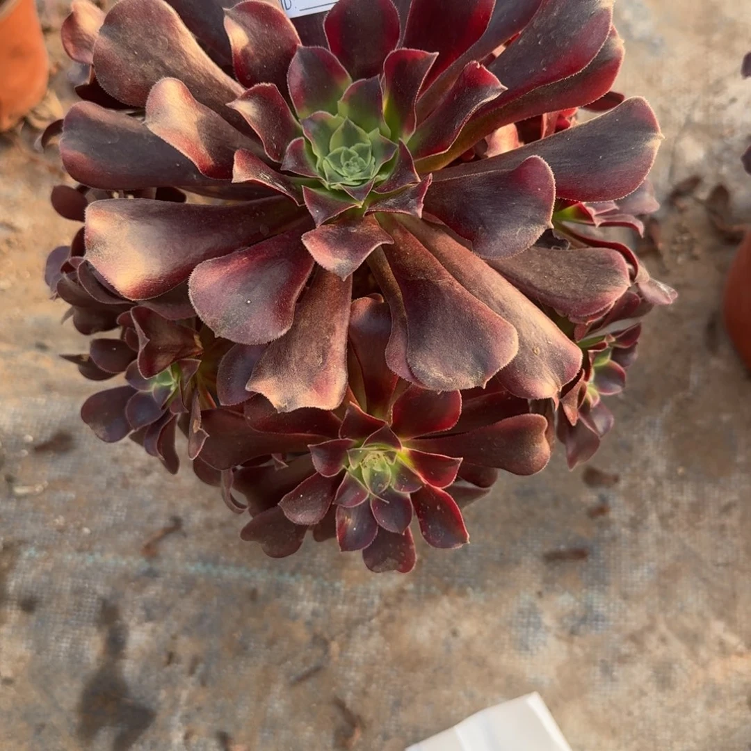 *****美杜莎一物一拍753