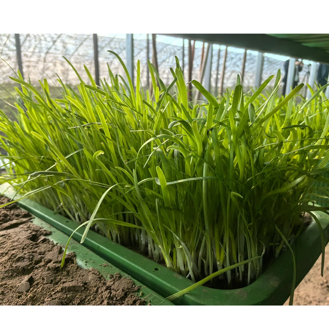 【黄芽韭菜】不打农药不施肥蔬菜礼盒新春礼品可当盆景
