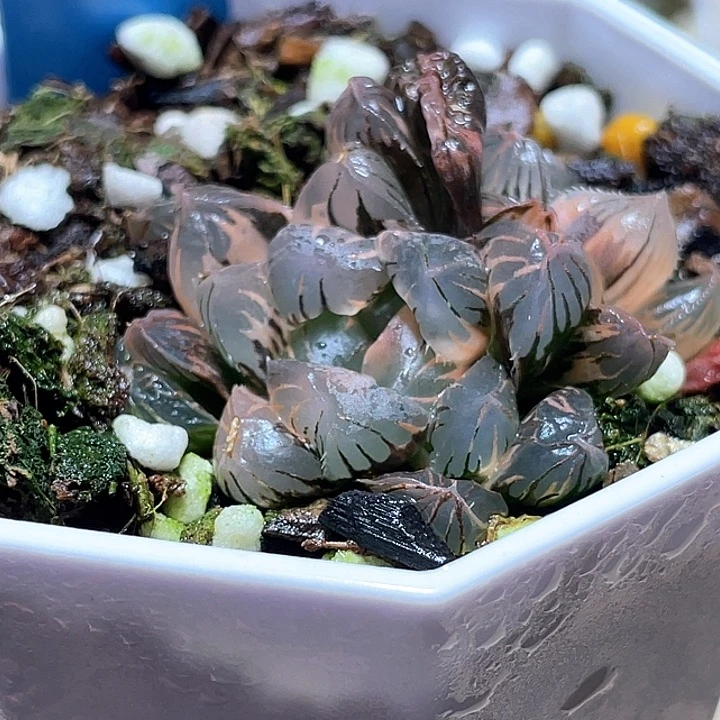 792夜之舞锦双头一物一拍