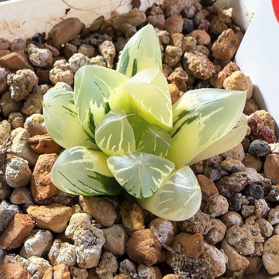 145号正版非组黑葡萄侧芽一物一拍带盆土