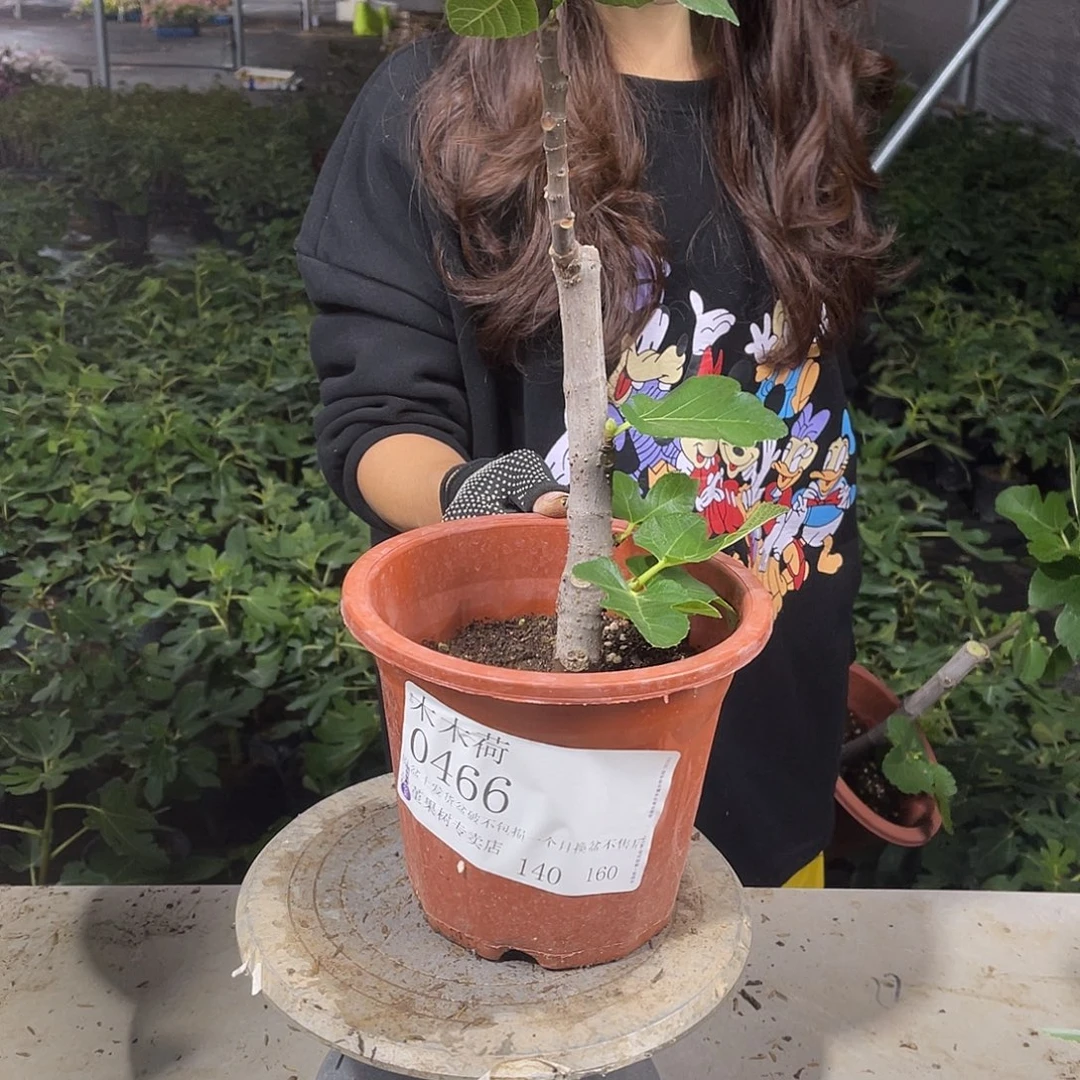 木***荷青皮无花果果蜜多