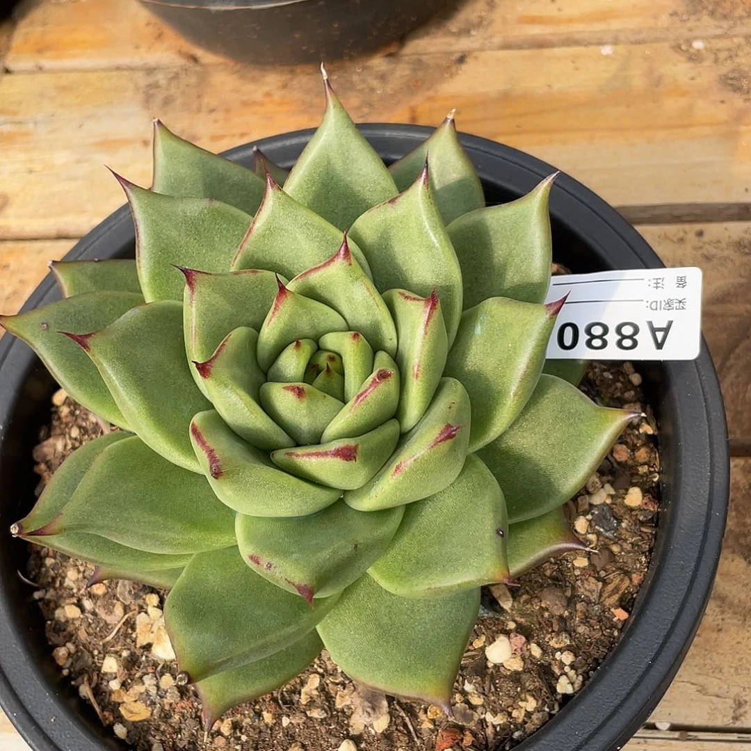 若如东云单拍A880